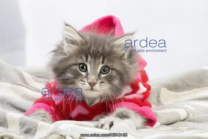 : Norwegian Forest Cat, kitten wearing red hoodie : Norwegian Forest Cat, kitten wearing red hoodie