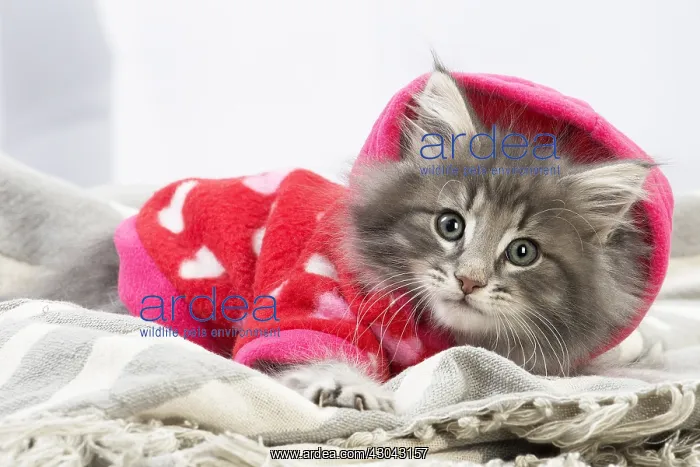 : Norwegian Forest Cat, kitten wearing red hoodie : Norwegian Forest Cat, kitten wearing red hoodie