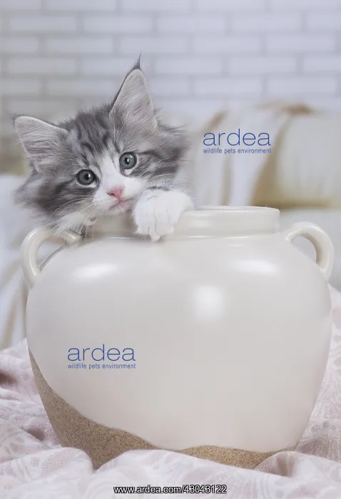 : Norwegian Forest Cat, kitten in a white pot