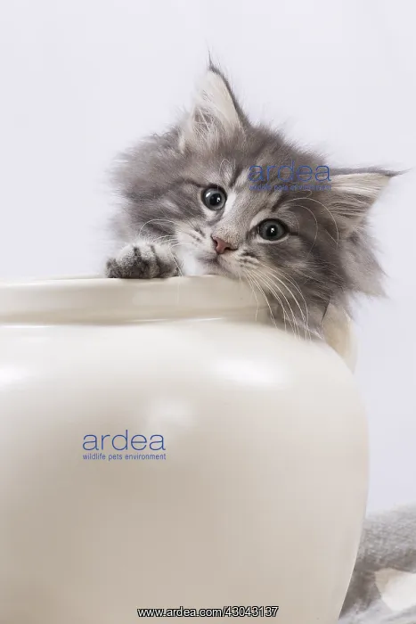  : Norwegian Forest Cat, kitten in a white pot