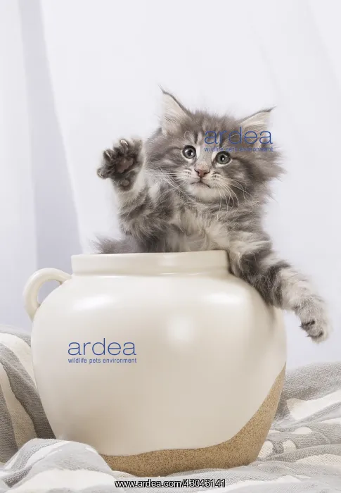  : Norwegian Forest Cat, kitten in a white pot