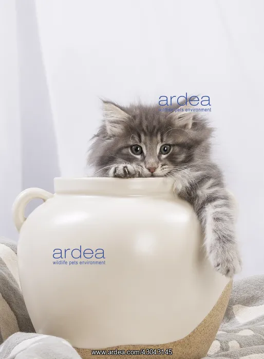  : Norwegian Forest Cat, kitten in a white pot