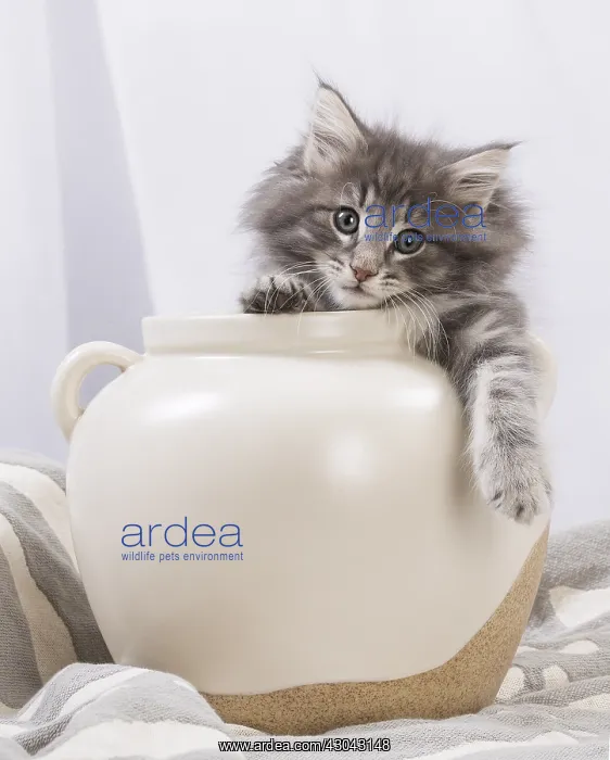 : Norwegian Forest Cat, kitten in a white pot