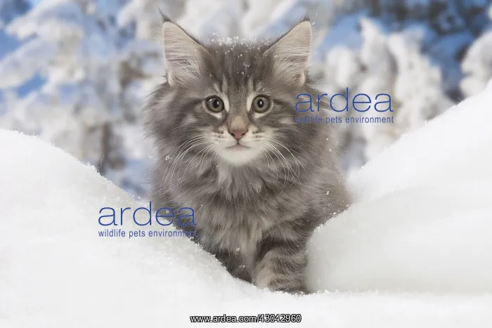 : Norwegian Forest Cat, kitten in winter snow scene : Norwegian Forest Cat, kitten in winter snow scene