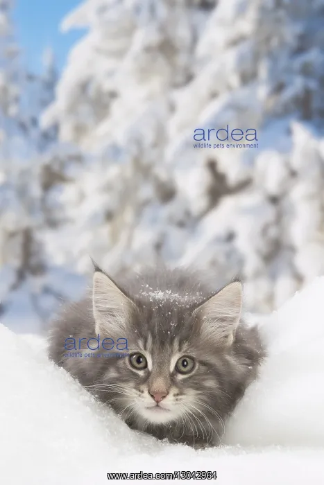 : Norwegian Forest Cat, kitten in winter snow scene : Norwegian Forest Cat, kitten in winter snow scene