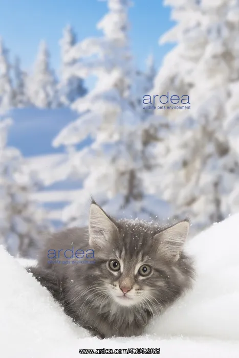 : Norwegian Forest Cat, kitten in winter snow scene : Norwegian Forest Cat, kitten in winter snow scene