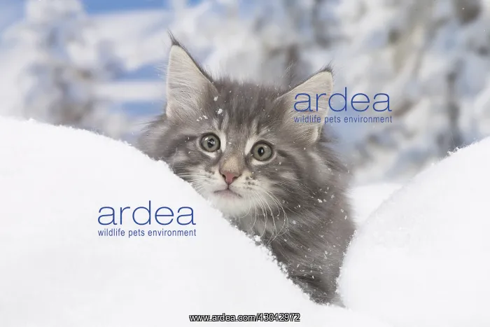 : Norwegian Forest Cat, kitten in winter snow scene : Norwegian Forest Cat, kitten in winter snow scene