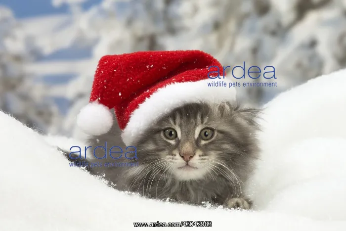 : Norwegian Forest Cat, kitten in winter snow scene : Norwegian Forest Cat, kitten in winter snow scene
