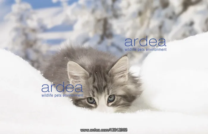 : Norwegian Forest Cat, kitten in winter snow scene : Norwegian Forest Cat, kitten in winter snow scene