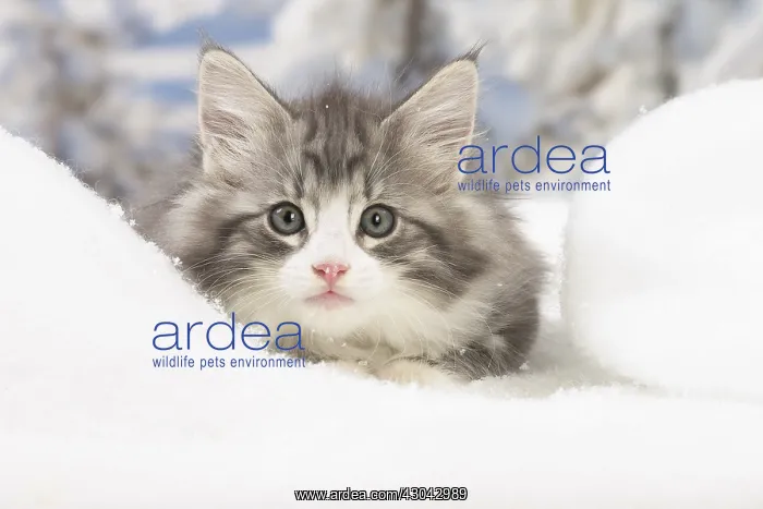 : Norwegian Forest Cat, kitten in winter snow scene : Norwegian Forest Cat, kitten in winter snow scene