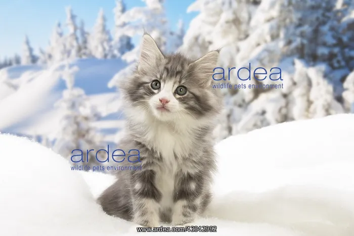 : Norwegian Forest Cat, kitten in winter snow scene : Norwegian Forest Cat, kitten in winter snow scene