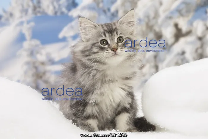 : Norwegian Forest Cat, kitten in winter snow scene : Norwegian Forest Cat, kitten in winter snow scene