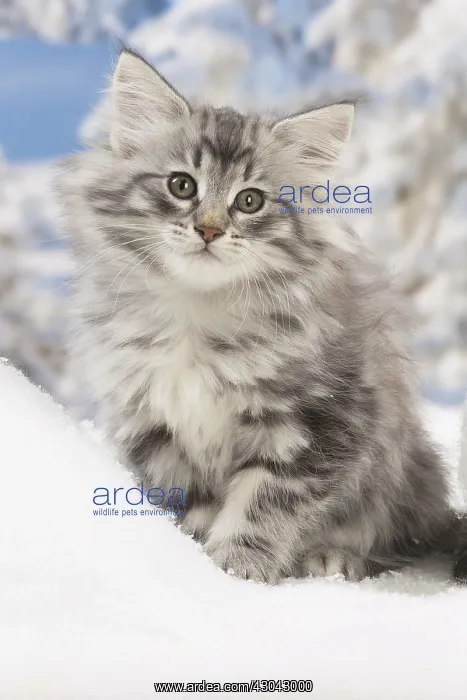 : Norwegian Forest Cat, kitten in winter snow scene : Norwegian Forest Cat, kitten in winter snow scene