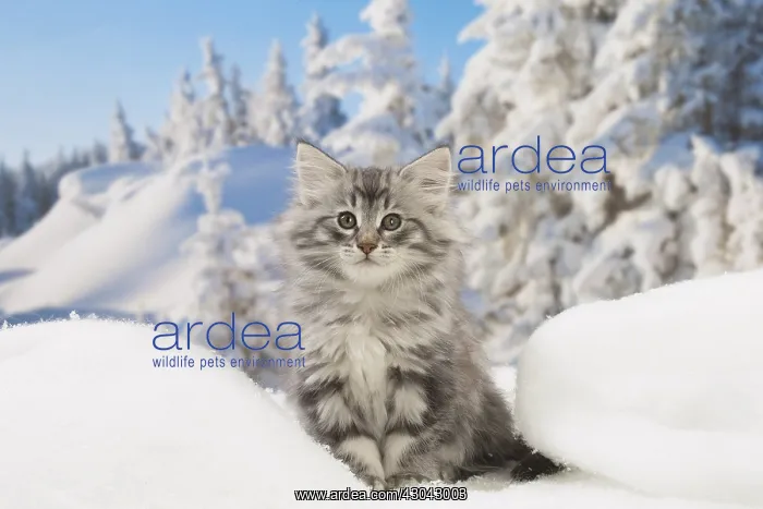 : Norwegian Forest Cat, kitten in winter snow scene : Norwegian Forest Cat, kitten in winter snow scene