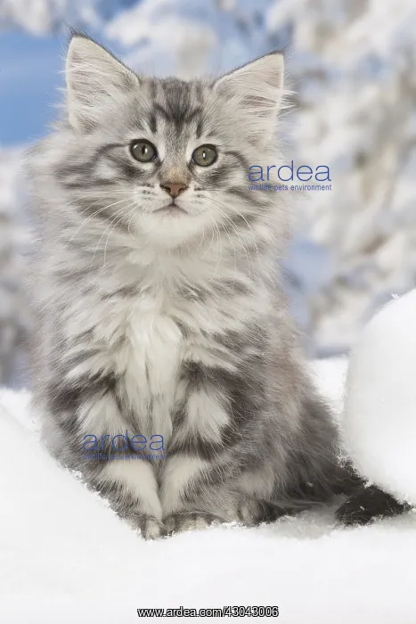 : Norwegian Forest Cat, kitten in winter snow scene : Norwegian Forest Cat, kitten in winter snow scene