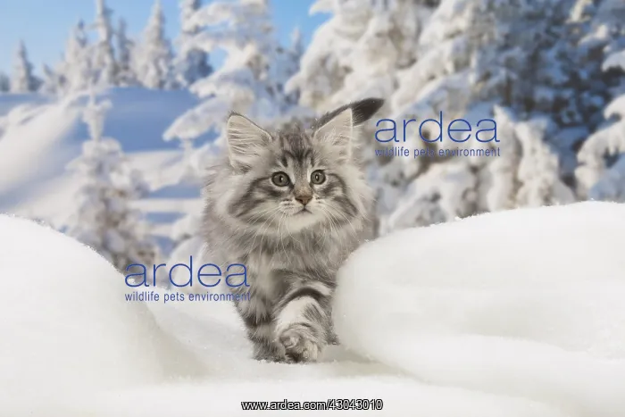 : Norwegian Forest Cat, kitten in winter snow scene : Norwegian Forest Cat, kitten in winter snow scene