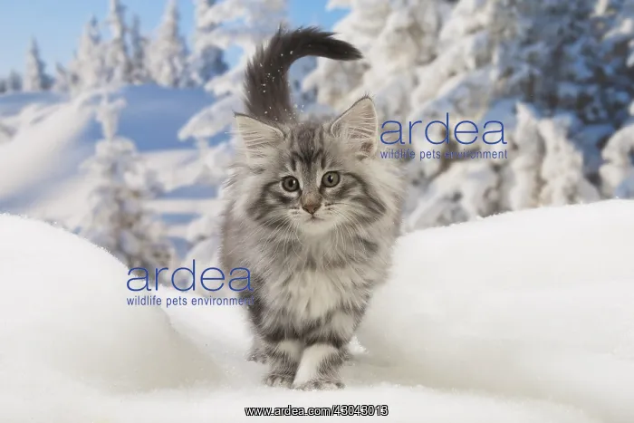 : Norwegian Forest Cat, kitten in winter snow scene : Norwegian Forest Cat, kitten in winter snow scene