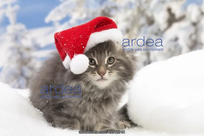 : Norwegian Forest Cat, kitten in winter snow scene : Norwegian Forest Cat, kitten in winter snow scene