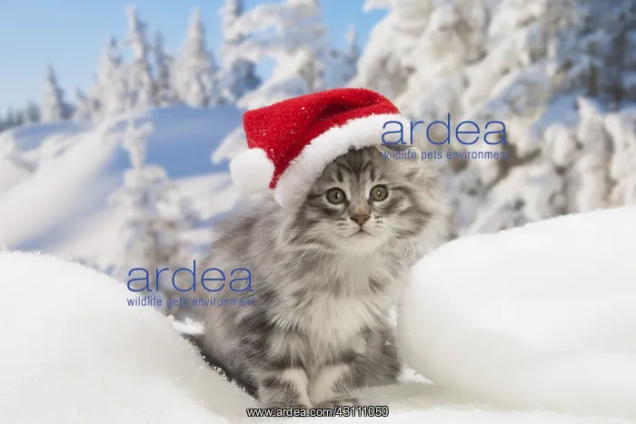 : Norwegian Forest Cat, kitten in winter snow scene : Norwegian Forest Cat, kitten in winter snow scene