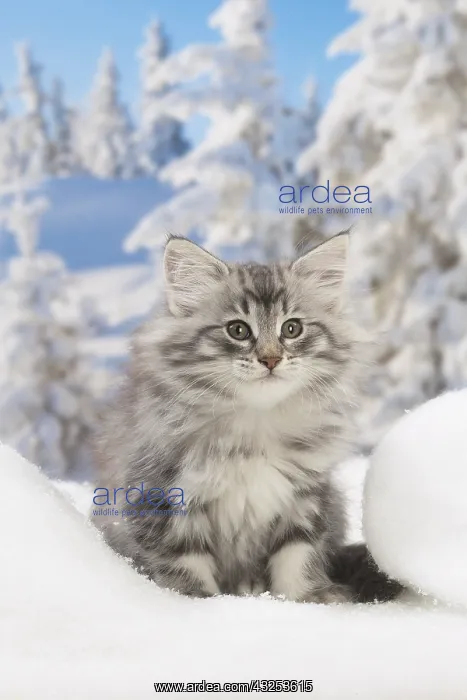 : Norwegian Forest Cat, kitten in winter snow scene : Norwegian Forest Cat, kitten in winter snow scene