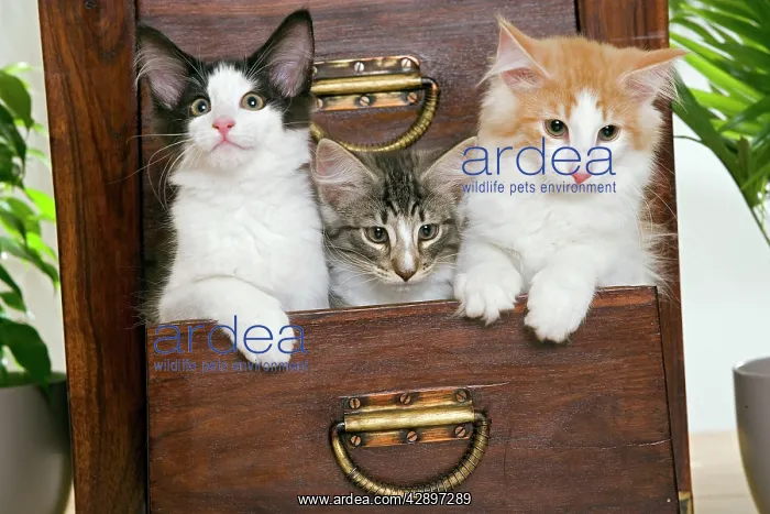 : Norwegian Forest Cat - Kittens 2 months old : Norwegian Forest Cat - Kittens 2 months old
