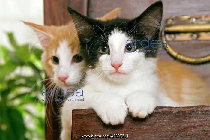 : Norwegian Forest Cat - Kittens 2 months old : Norwegian Forest Cat - Kittens 2 months old