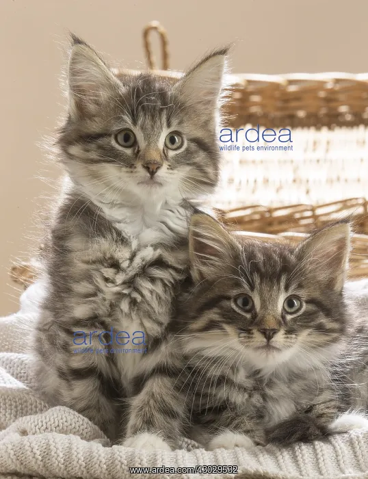  : Norwegian Forest Cat, kittens