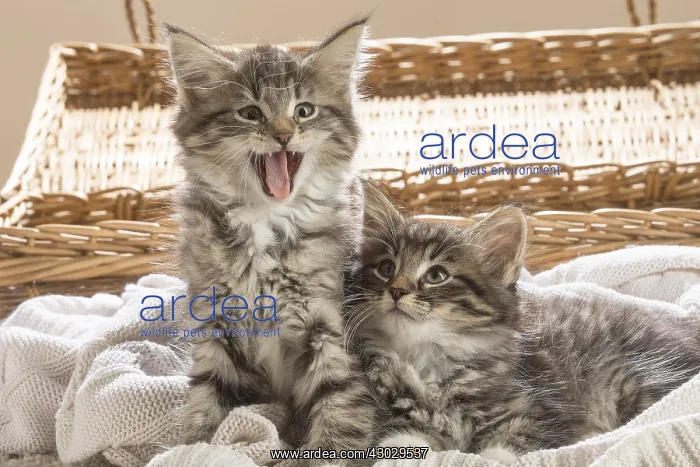  : Norwegian Forest Cat, kittens
