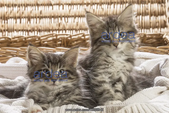  : Norwegian Forest Cat, kittens