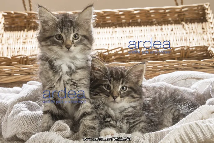  : Norwegian Forest Cat, kittens
