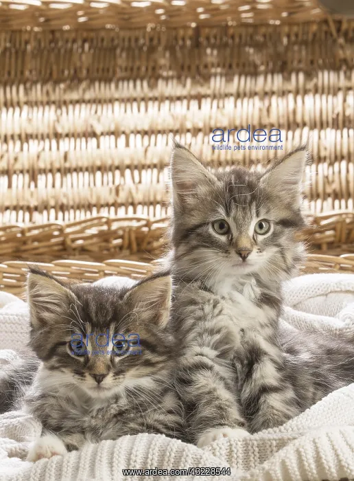  : Norwegian Forest Cat, kittens
