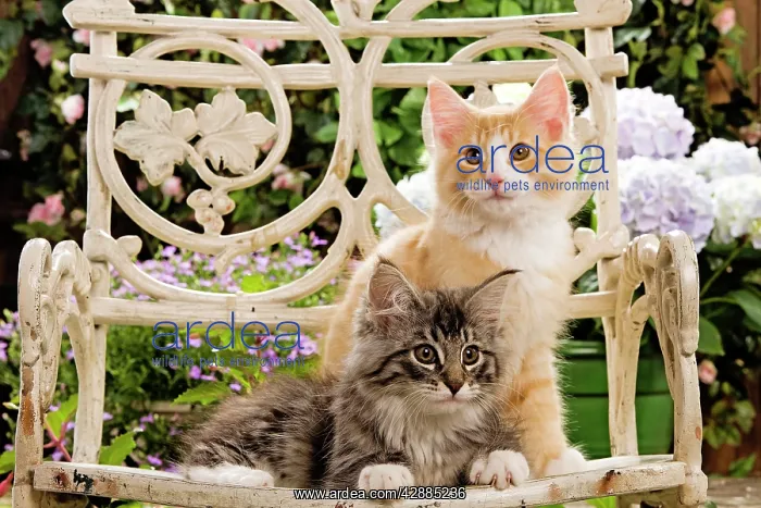  : Norwegian Forest Cat - two kittens on chair