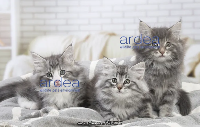  : Norwegian Forest Cat, kittens indoors