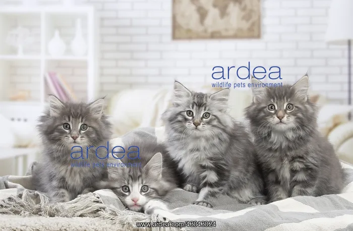  : Norwegian Forest Cat, kittens indoors