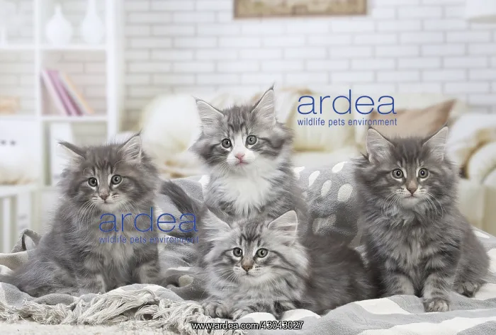  : Norwegian Forest Cat, kittens indoors
