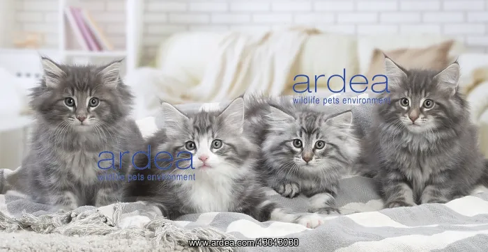  : Norwegian Forest Cat, kittens indoors