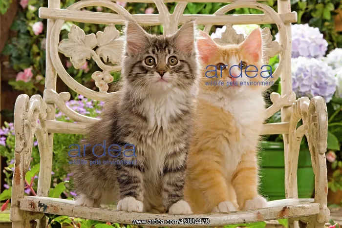 : Norwegian Forest Cat - two kittens sitting on chair : Norwegian Forest Cat - two kittens sitting on chair