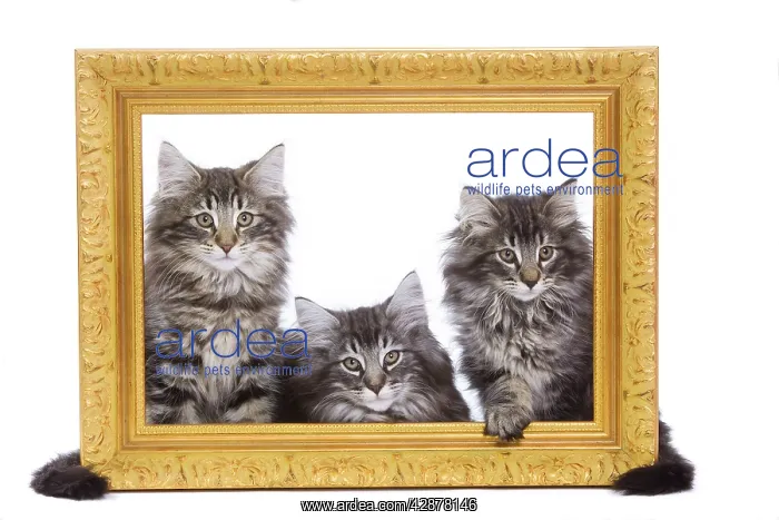 : Norwegian Forest Cat - three kittens in studio : Norwegian Forest Cat - three kittens in studio