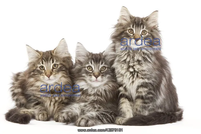  : Norwegian Forest Cat - three kittens in studio