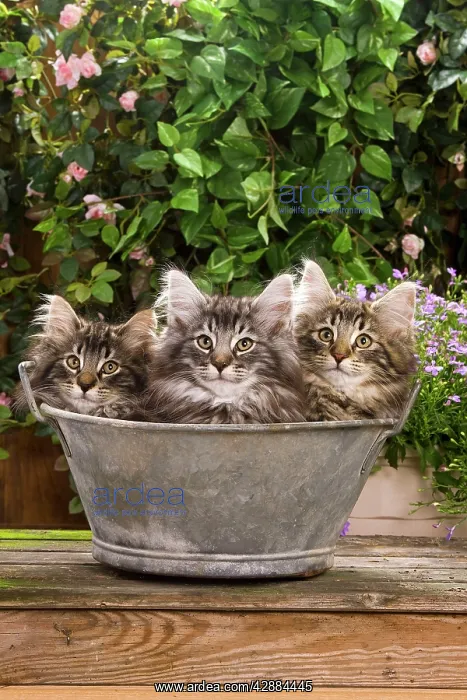 : Norwegian Forest Cat - three kittens in tin pail : Norwegian Forest Cat - three kittens in tin pail