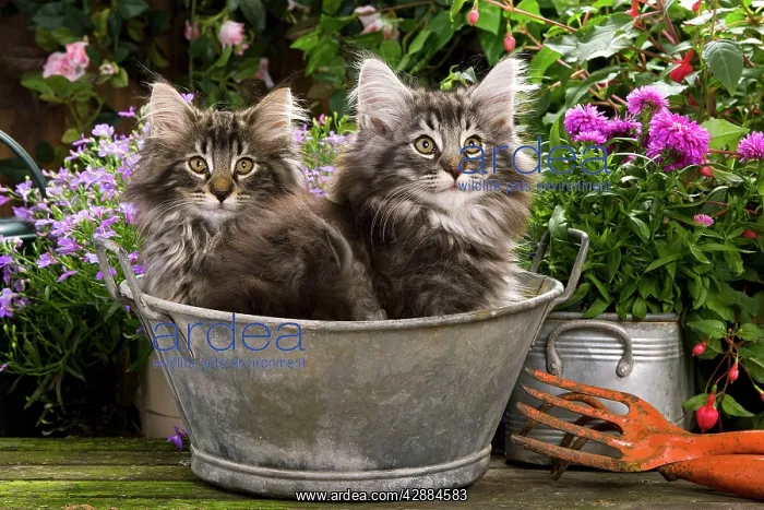 : Norwegian Forest Cat - two kittens in tin pail : Norwegian Forest Cat - two kittens in tin pail