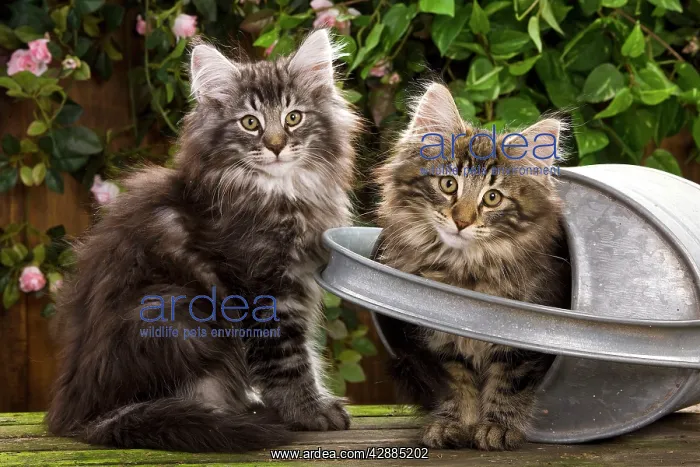 : Norwegian Forest Cat - two kittens with watering can : Norwegian Forest Cat - two kittens with watering can