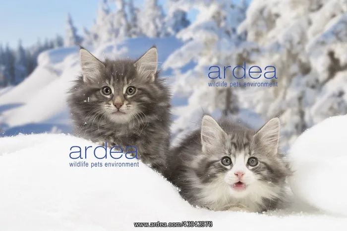 : Norwegian Forest Cat, kittens in winter snow scene : Norwegian Forest Cat, kittens in winter snow scene