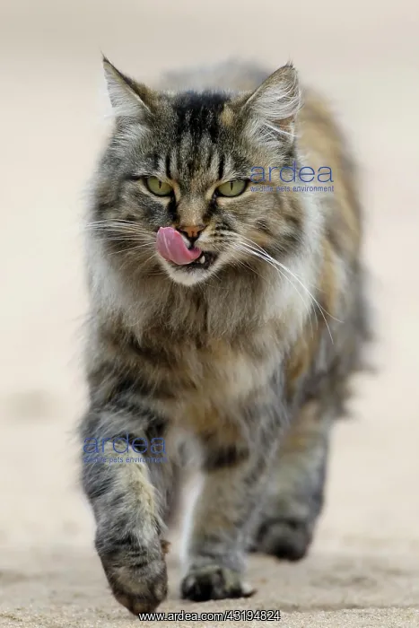 : Norwegian Forest Cat, licks its mouth : Norwegian Forest Cat, licks its mouth