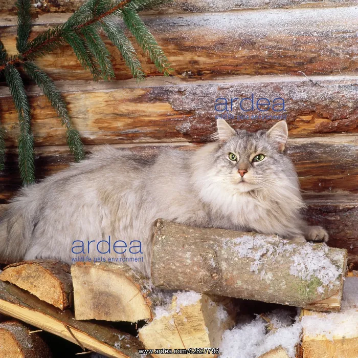 : Norwegian Forest Cat - on logs : Norwegian Forest Cat - on logs