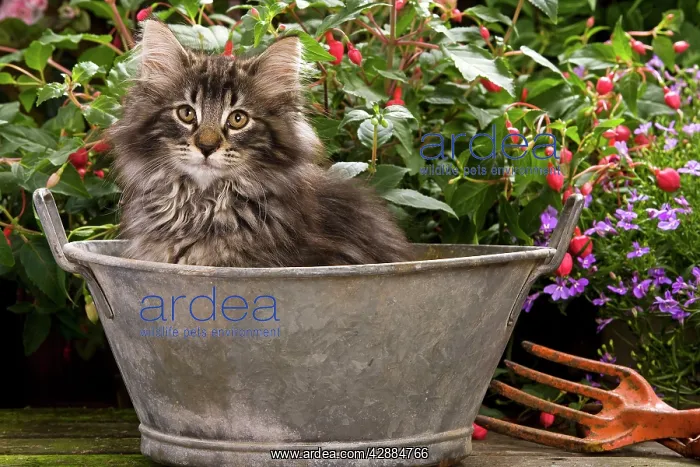  : Norwegian Forest Cat - in metal planter with flowers