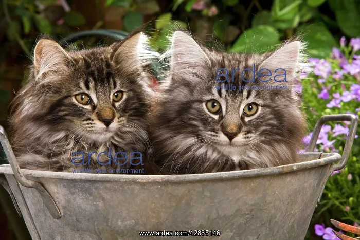 : Norwegian Forest Cat - two in metal planter with flowers : Norwegian Forest Cat - two in metal planter with flowers