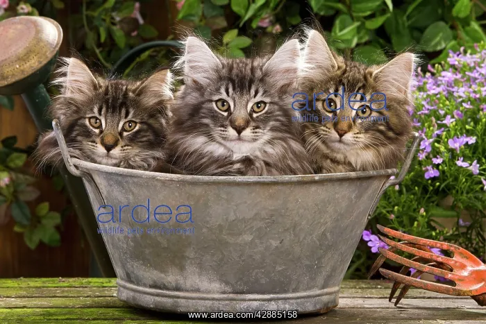 : Norwegian Forest Cat - three in metal planter with flowers : Norwegian Forest Cat - three in metal planter with flowers