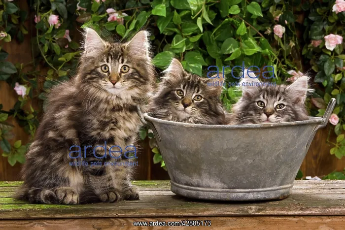 : Norwegian Forest Cat - three in metal planter with flowers : Norwegian Forest Cat - three in metal planter with flowers