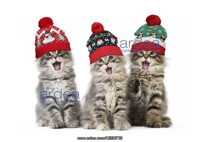: Norwegian Forest Cat, mouths open, singing, wearing : Norwegian Forest Cat, mouths open, singing, wearing